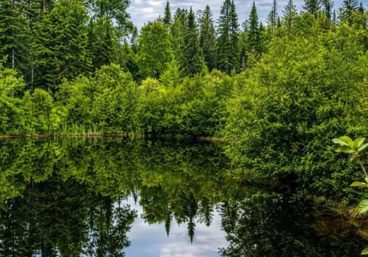 Land for sale - 196 Rg Ste-Marie, St-Fabien-De-Panet, G0R2J0