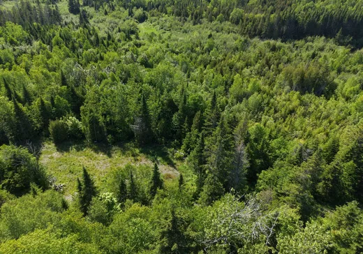 Terrain à vendre -  Route du Ruisseau-à-la-Loutre, Grosses-Roches, G0J 1K0