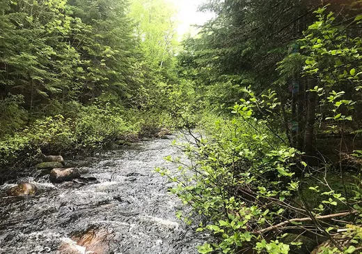 Land for Sale - X Rue de la Rivière, St-Tite-Des-Caps, G0A 4J0