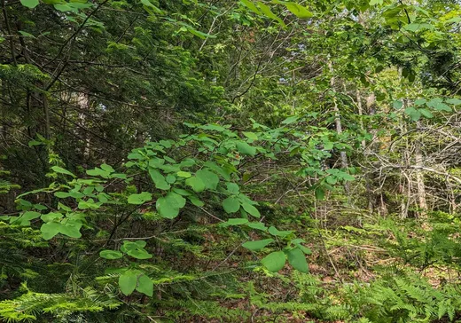 Land for Sale -  Ch. du Lac-St-Louis, Wentworth, J0T 1Y0