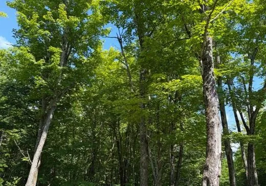 Terrain à vendre - 59 Ch. Nancy, Notre-Dame-Des-Boies, J0B 2E0