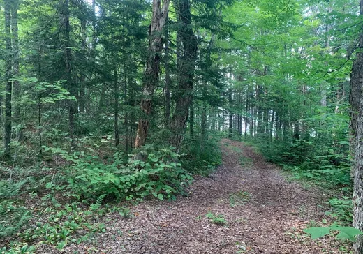 Terrain à vendre - 9481 Rue des Érables, Lac-Mégantic, G0Y 1G0