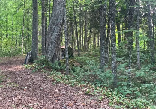 Terrain à vendre - 9481 Rue des Érables, Lac-Mégantic, G0Y 1G0