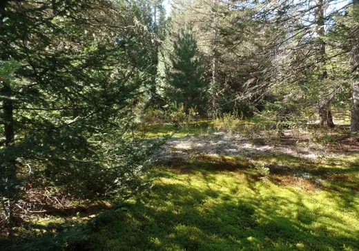 Terrain à vendre -  Ch. des Hydrangées, ND-Du-Laus, J0X 2M0