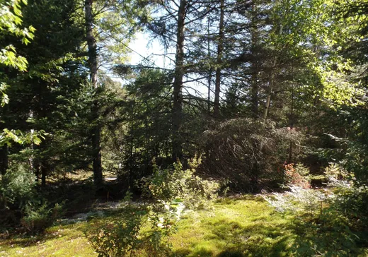 Terrain à vendre -  Ch. des Hydrangées, ND-Du-Laus, J0X 2M0