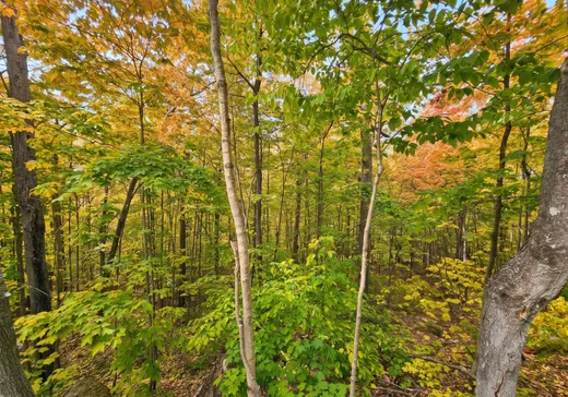 Terrain à vendre -  Rue Paulsen, Sainte-Agathe-des-Monts, J8C 0X1
