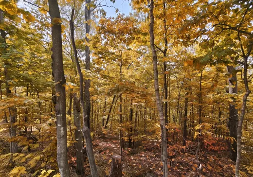 Terrain à vendre -  Rue Paulsen, Sainte-Agathe-des-Monts, J8C 0X1