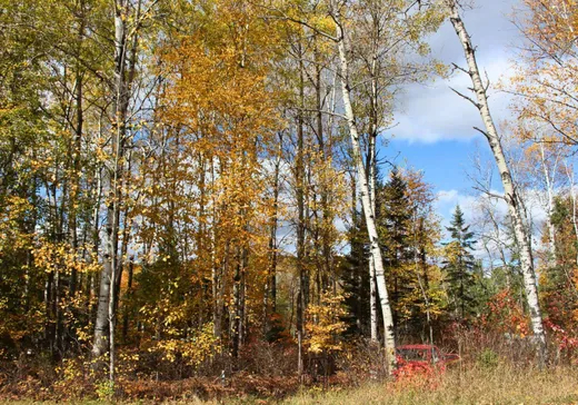 Land for sale -  Ch. des Hamelin, La Tuque, G9X3N6