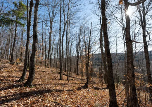 Land for Sale -  Ch. du Tour-du-Lac-David S., Mont-Laurier, J0W 1H0