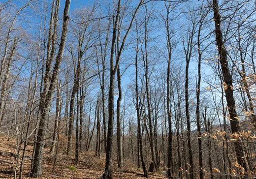 Land for Sale -  Ch. du Tour-du-Lac-David S., Mont-Laurier, J0W 1H0