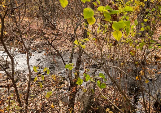 Maison à vendre - 1933 Av. Émile-Chauveau, Plessisville, G6L 5M2