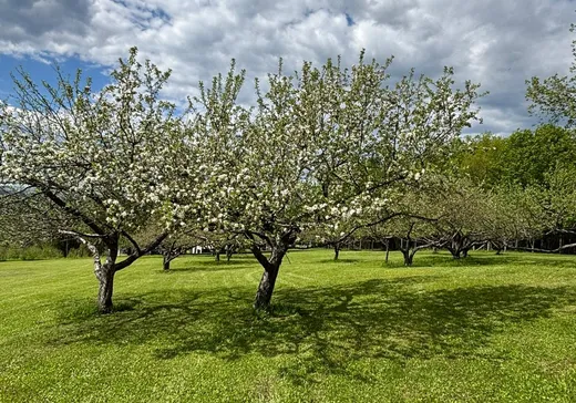 Fermette à vendre - 704 Ch. St-François, Kiamika, J0W 1G0