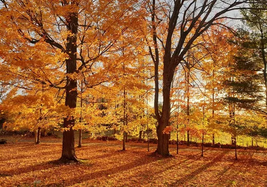 Maison à vendre - 65 Ch. Papineau, Lac-Brome, J0E 1S0