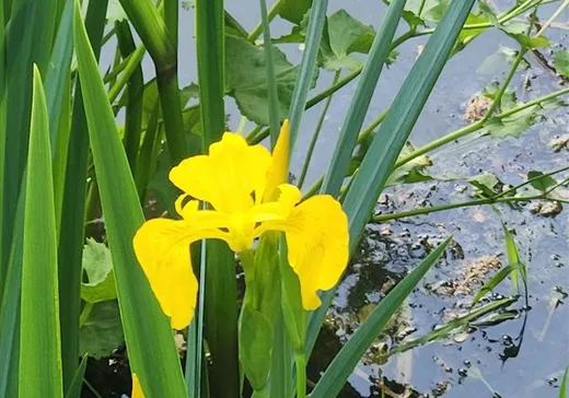 Maison à vendre - 1115 Ch. Hemming, Drummondville, J2B 8S5