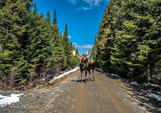 Maison à vendre - 100-A Route 204, St-Just-de-Bretenières, G0R 3H0