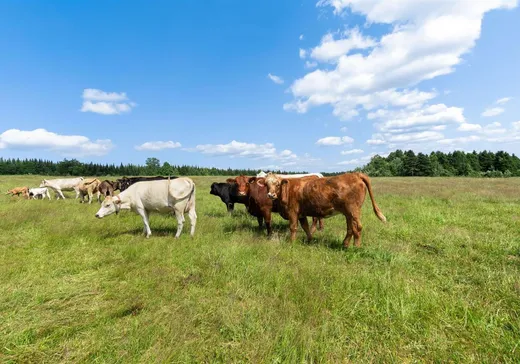 Fermette à vendre - 381 Ch. de la Colline E., Thetford Mines, G6G 5R5